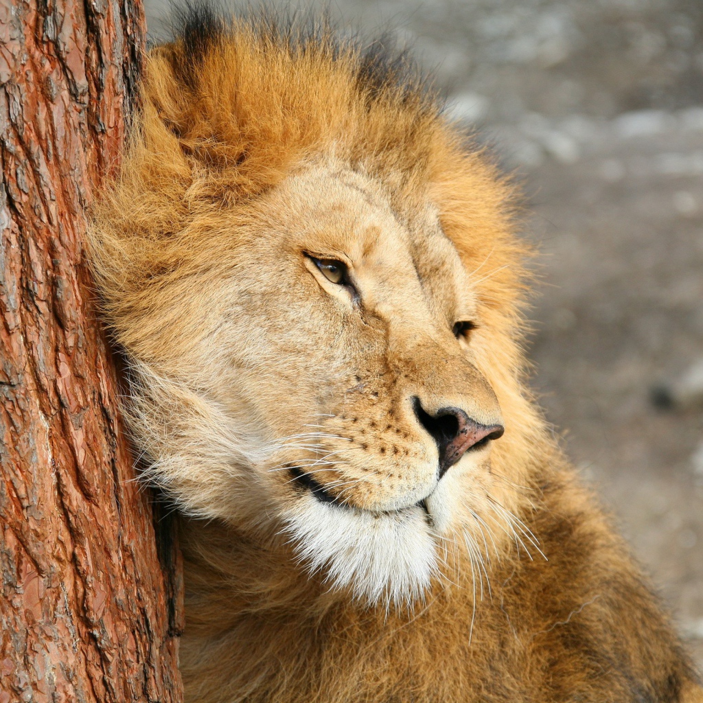 Лев трется о дерево