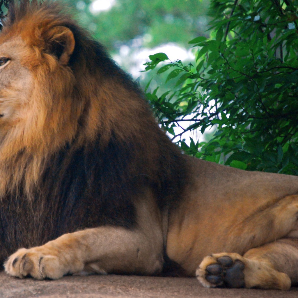 Царь зоопарка - Лев