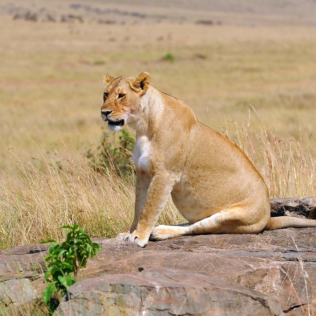 Львица сидит на камнях
