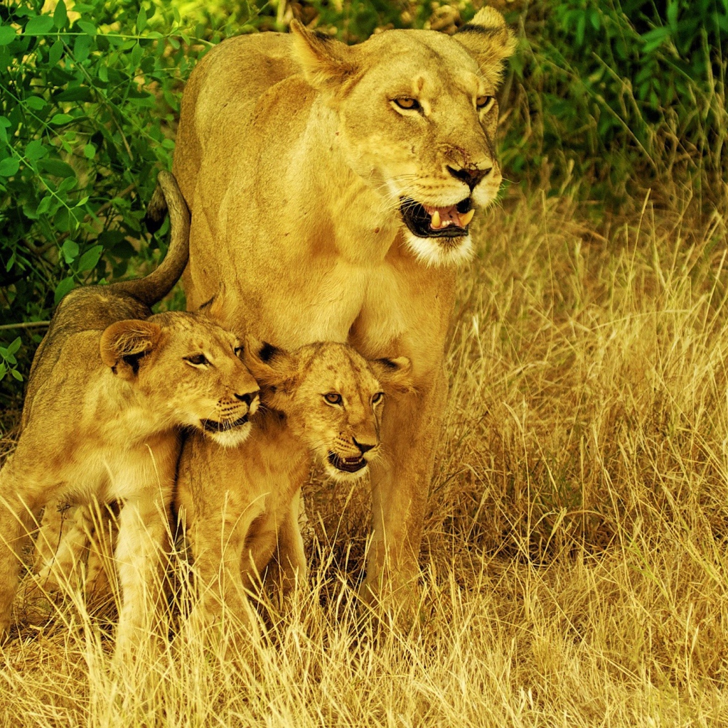 Львица со своими детьми