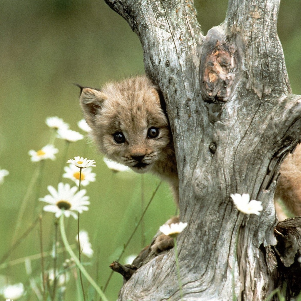 Детеныш рыси