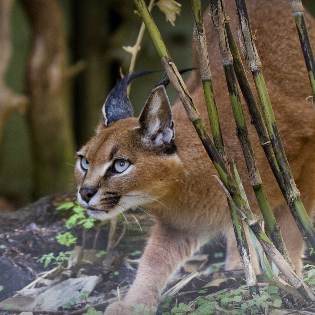 Рысь на охоте