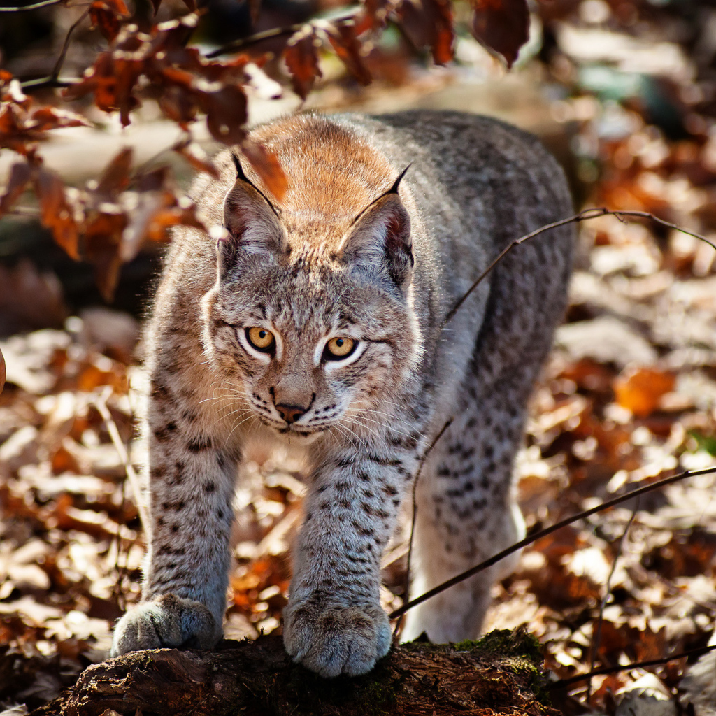 Рысь в осеннем лесу