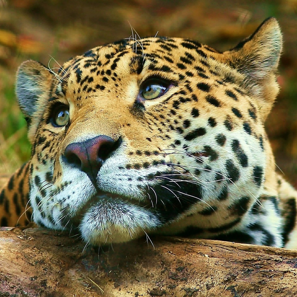 Грустный тигр