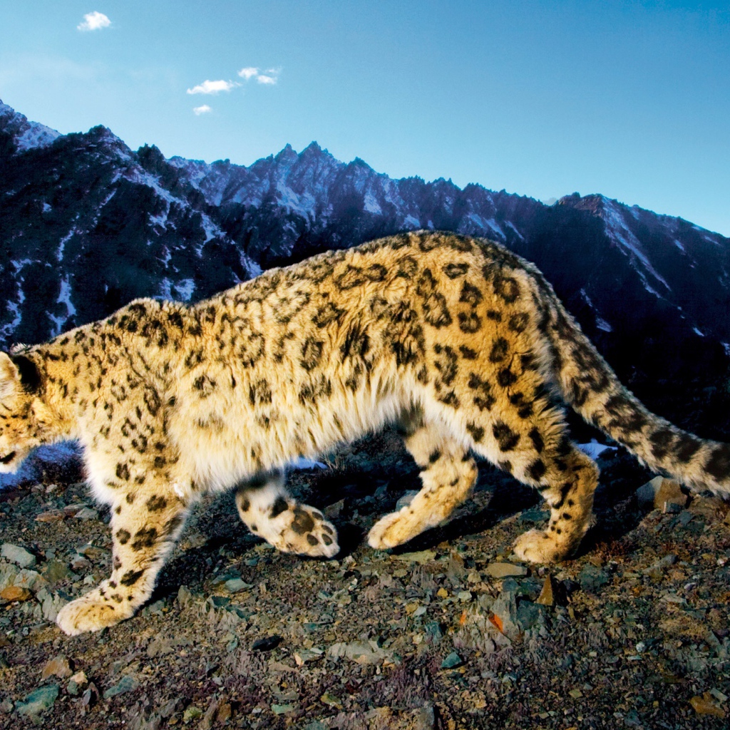 Снежный леопард