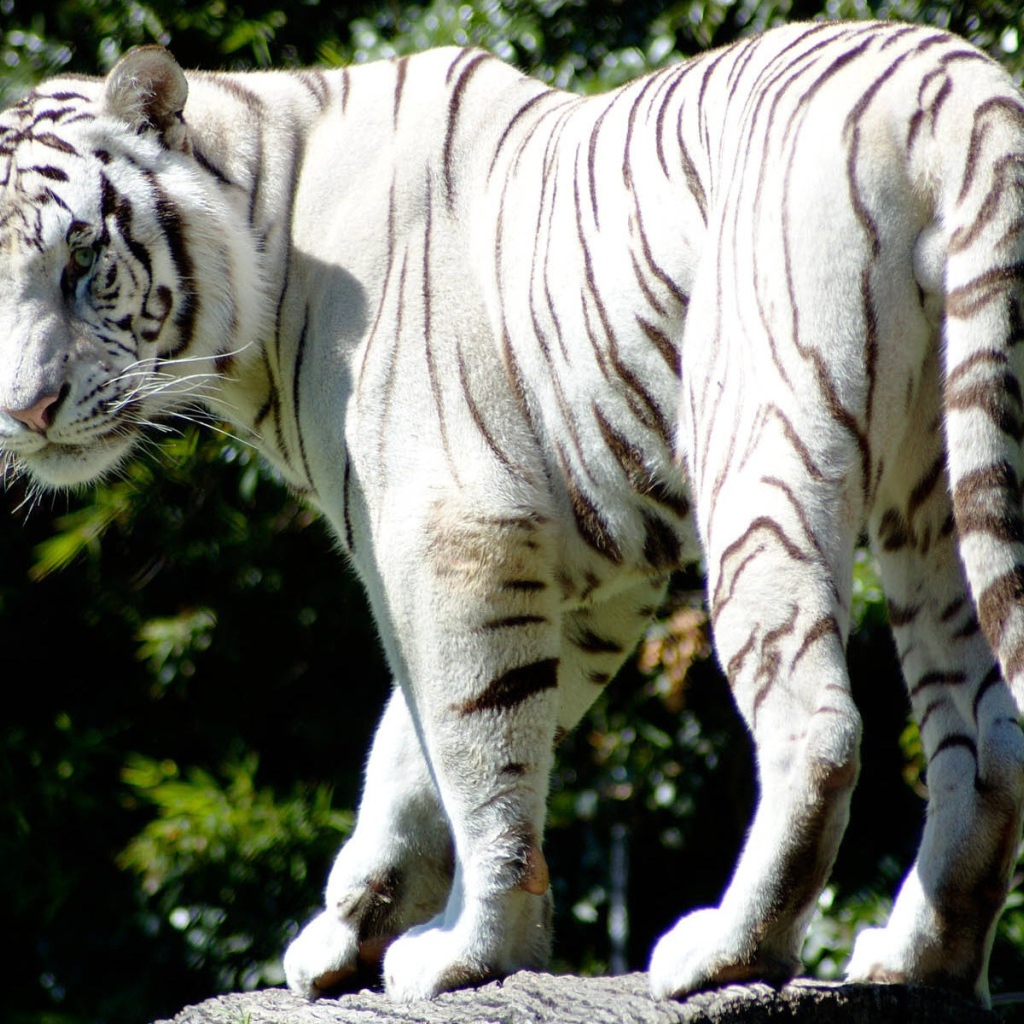 Редкий белый тигр