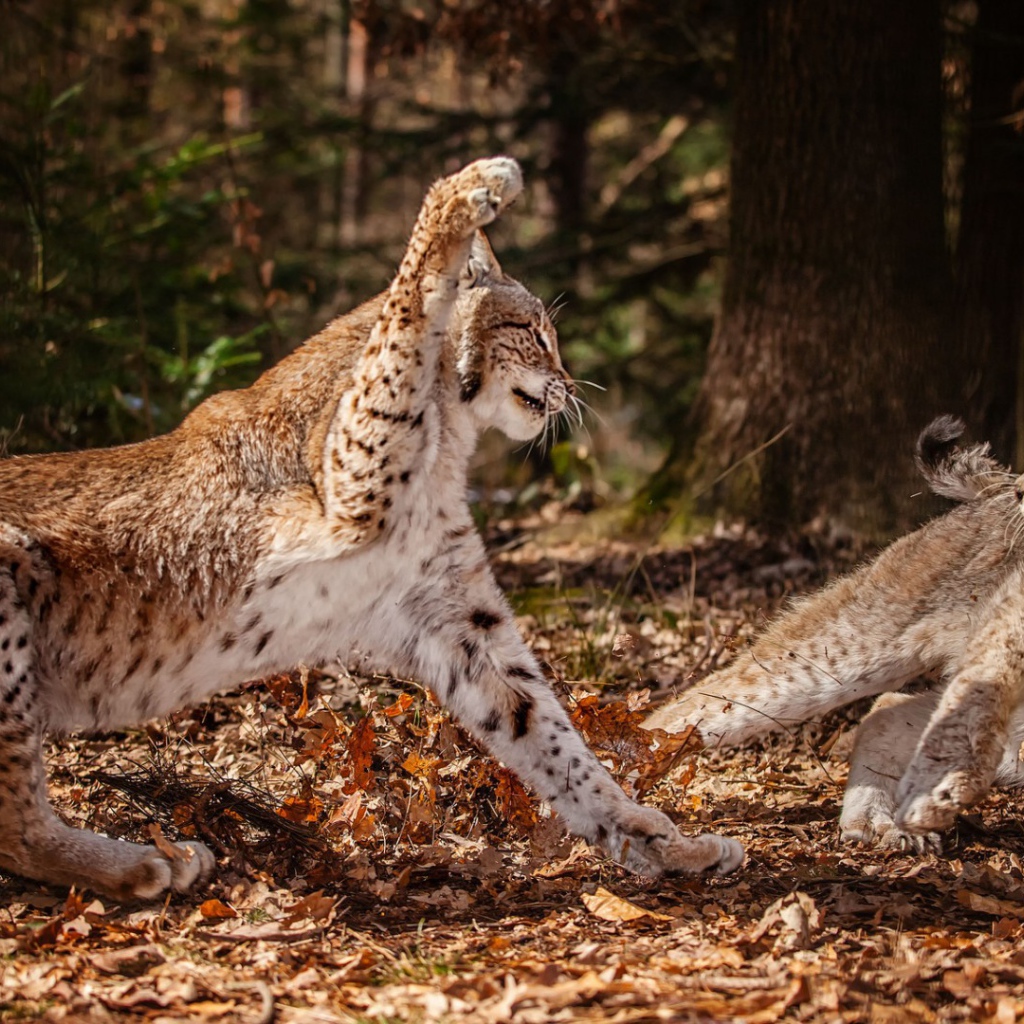Схватка рысей в лесу
