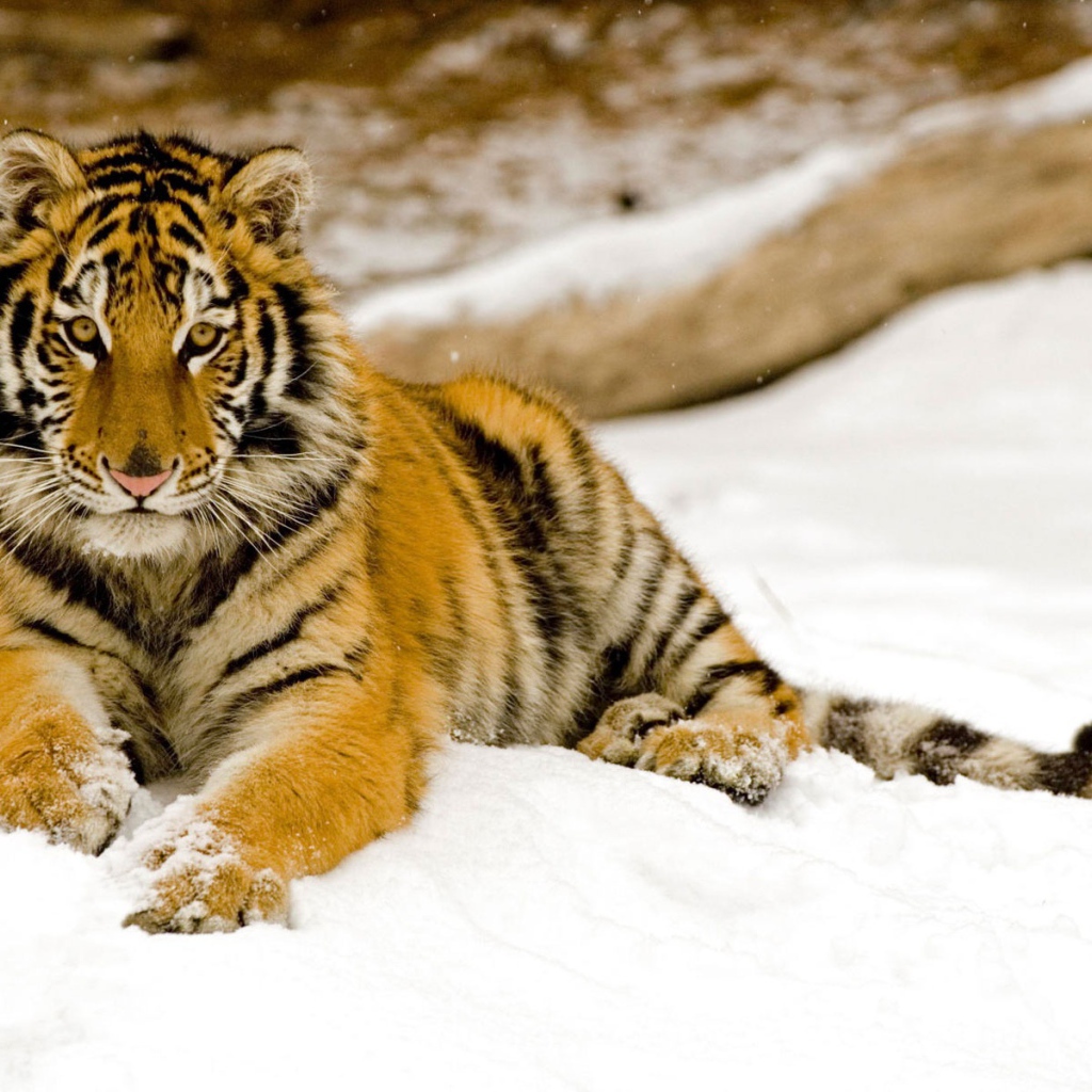 Тигр на снегу