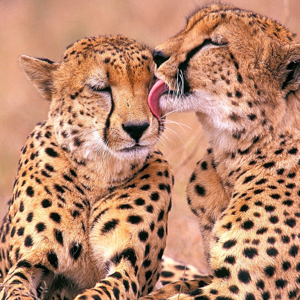 Южно-Африканские гепарды