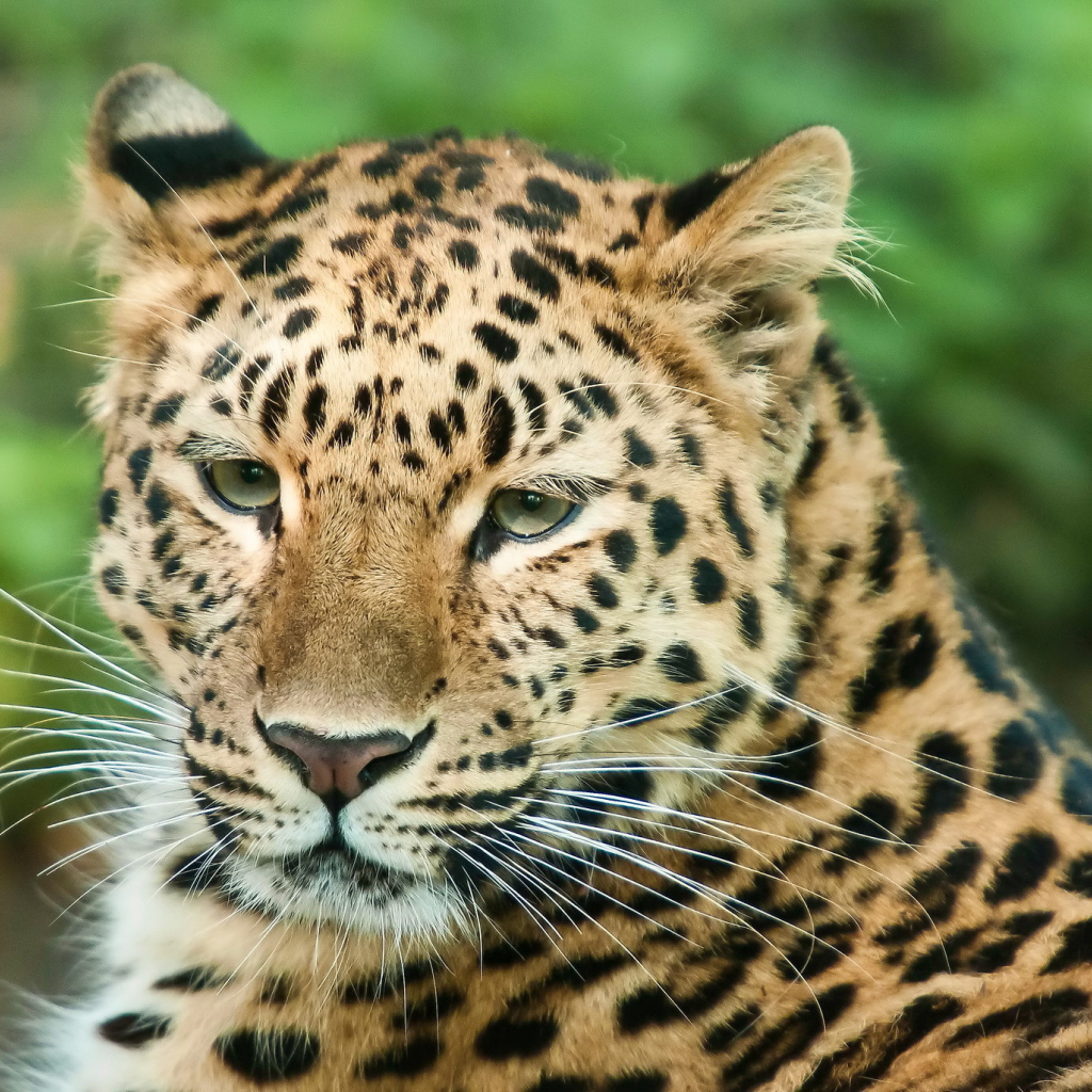 Спокойный взгляд леопарда