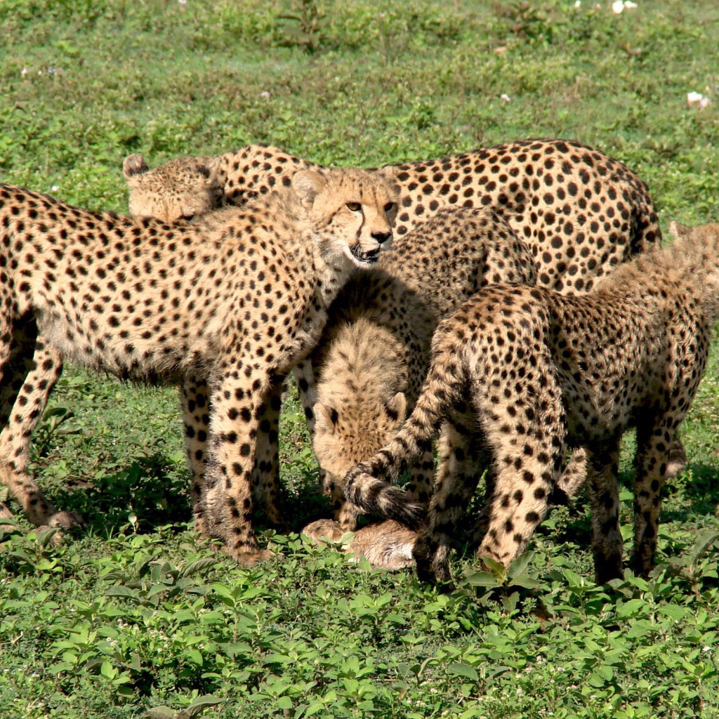 Семья гепардов