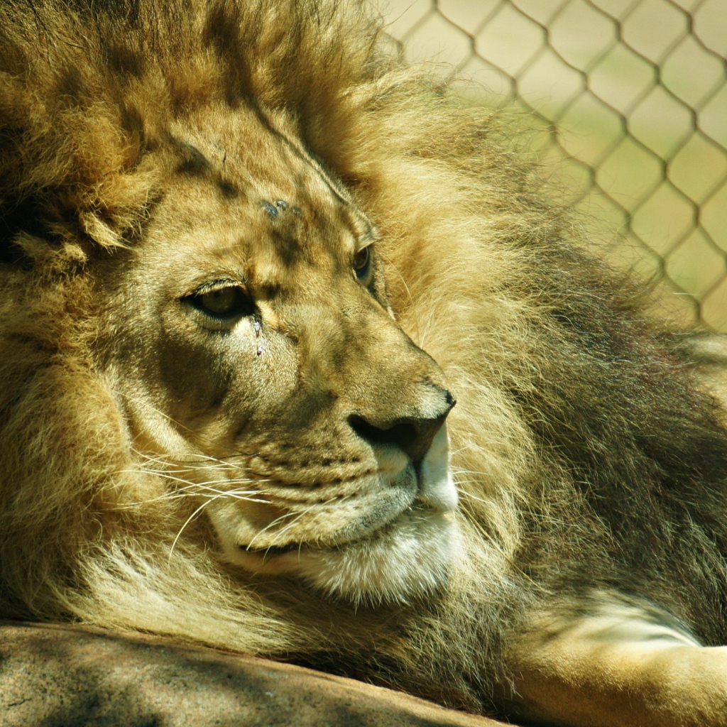 Лев лежит в клетке