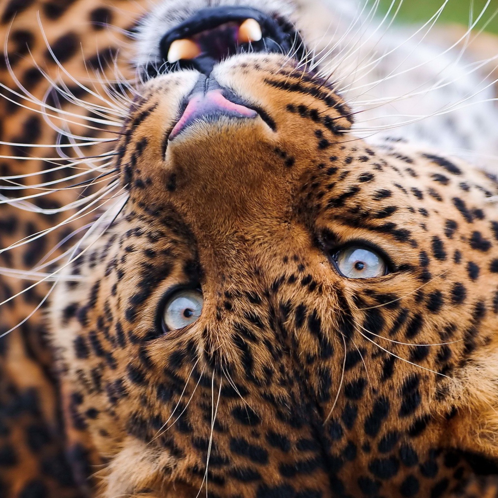 The muzzle is lying leopard