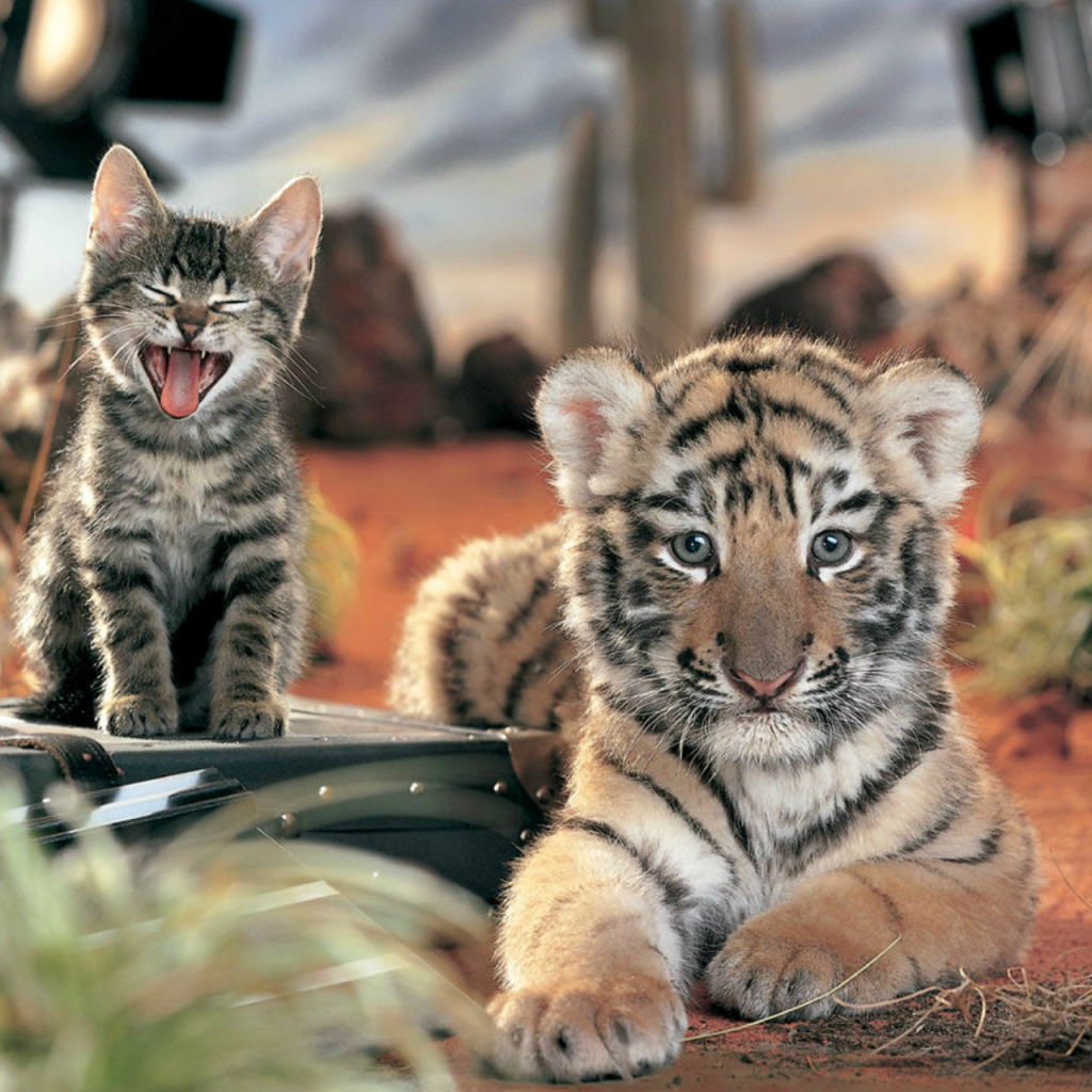 Тигренок и котенок