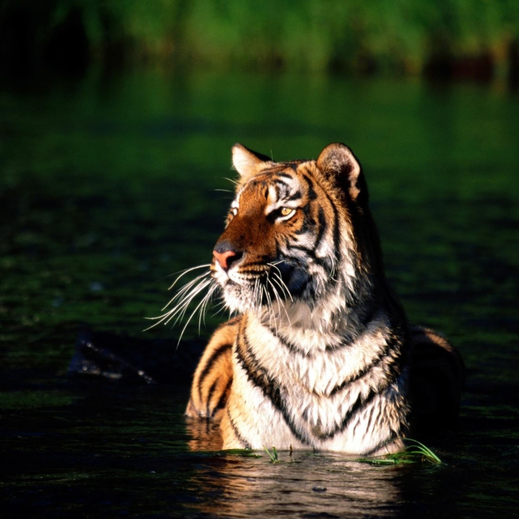 Тигр купается