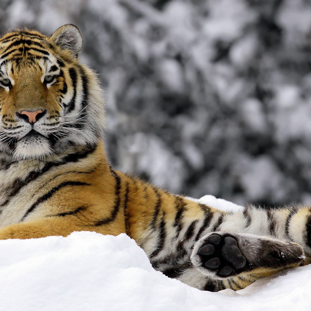 Тигр зимой 