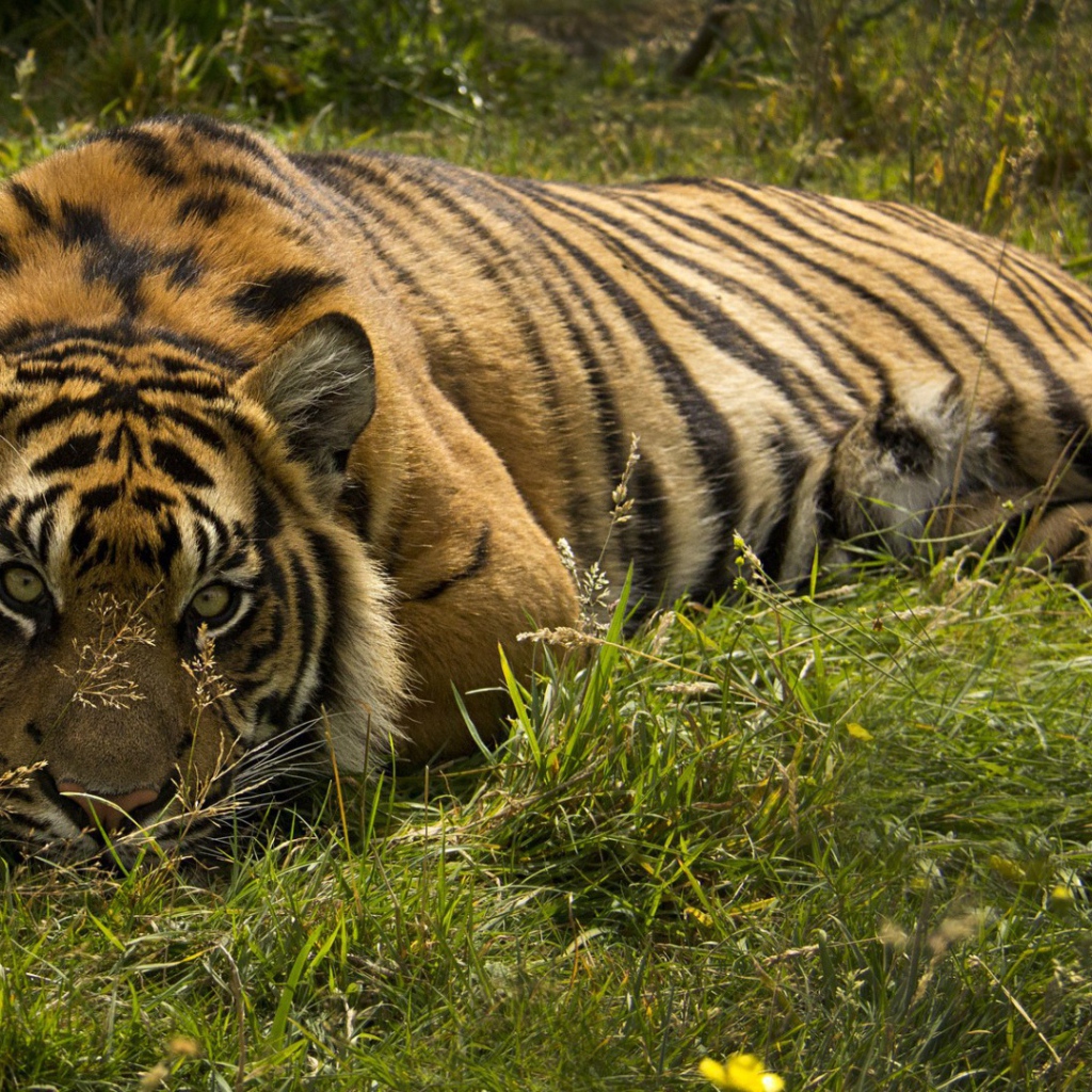 Тигр лежит в траве