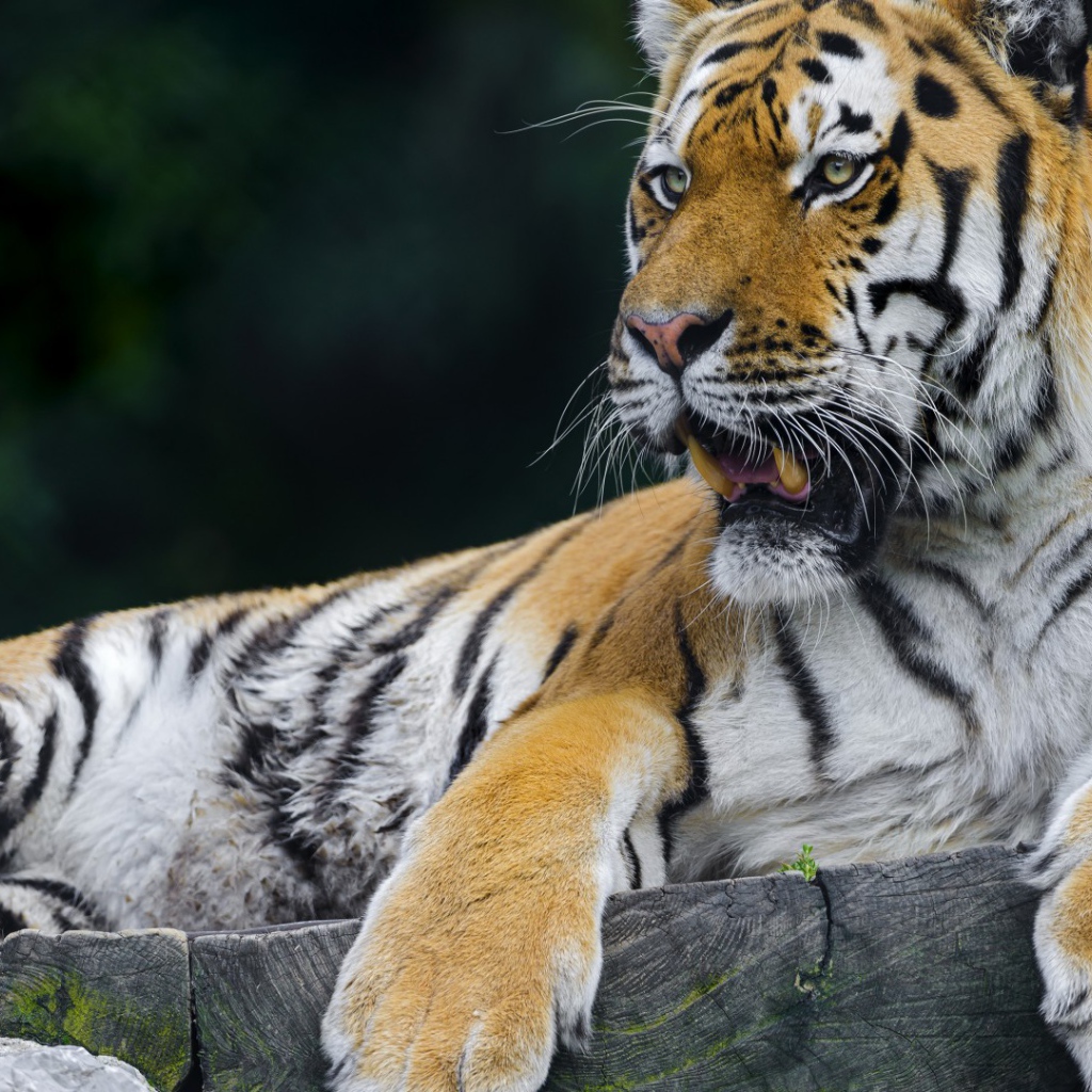 Тигр отдыхает на помосте