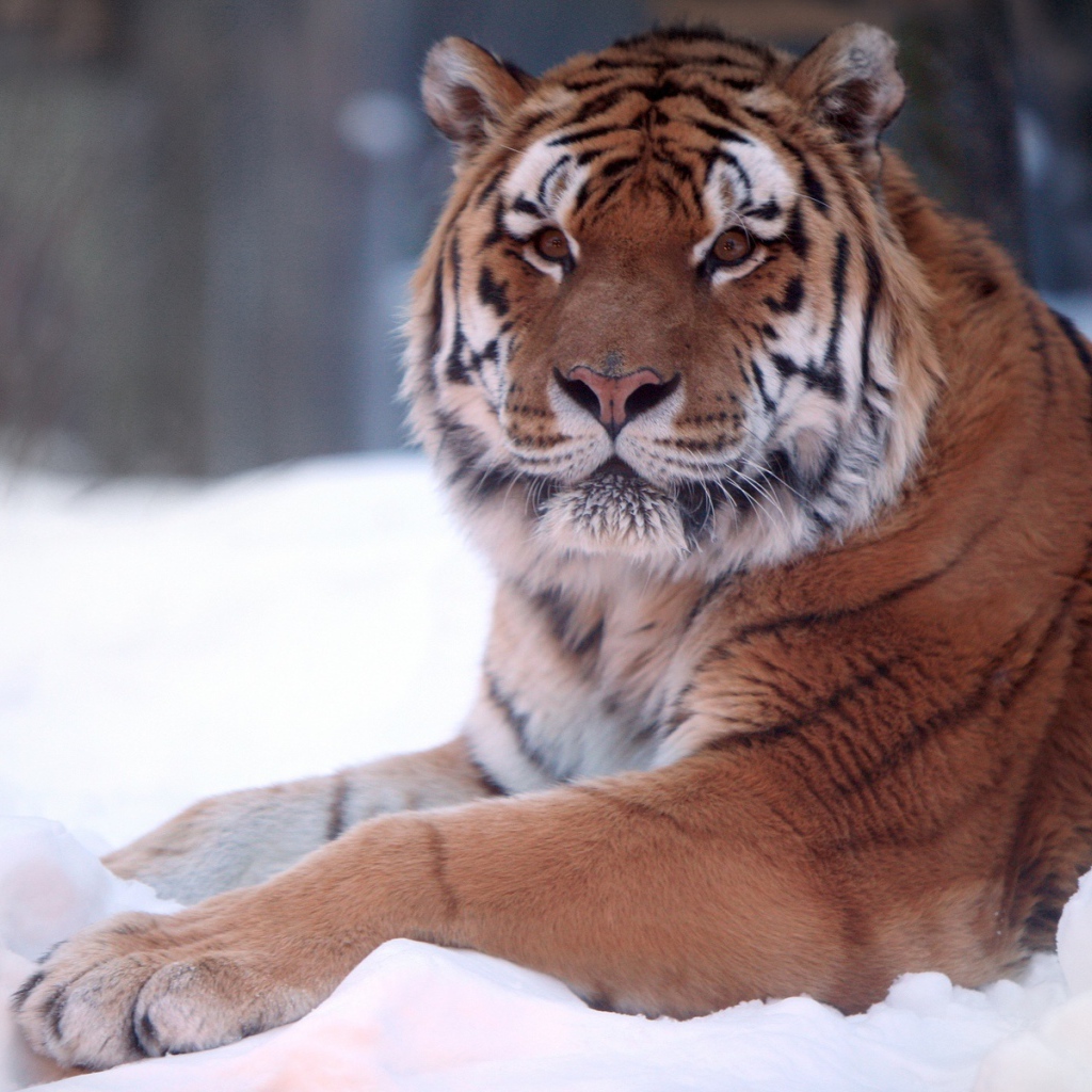 Тигр в снегу