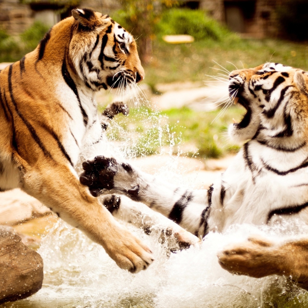 Тигры играют