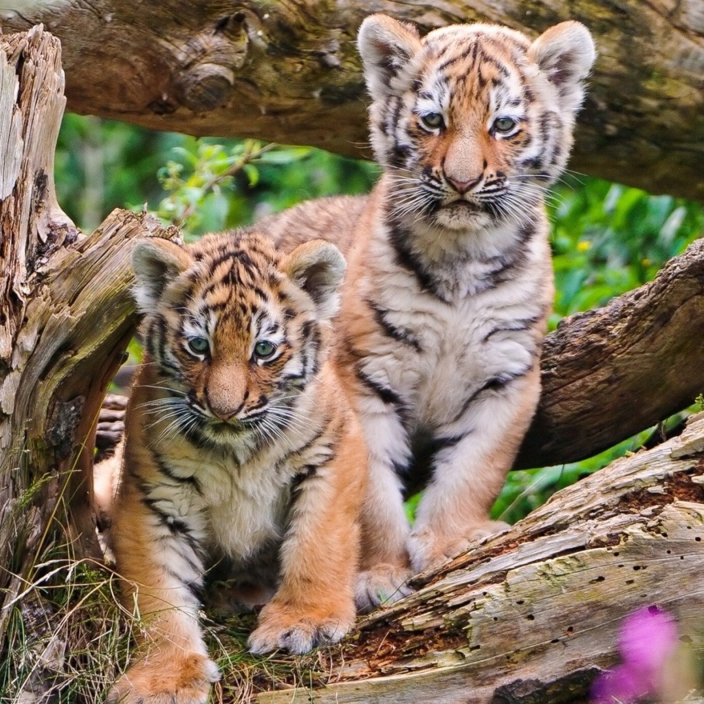 Два тигренка