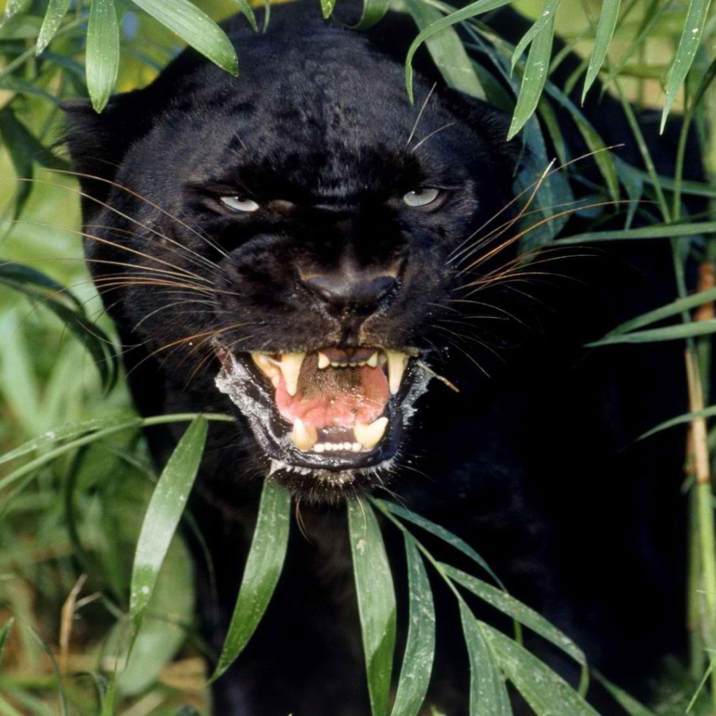 Взгляд черной пантеры