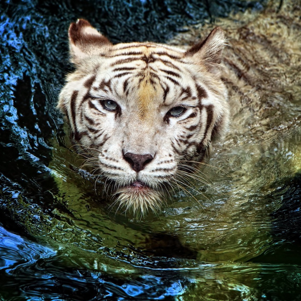 Белый тигр в воде