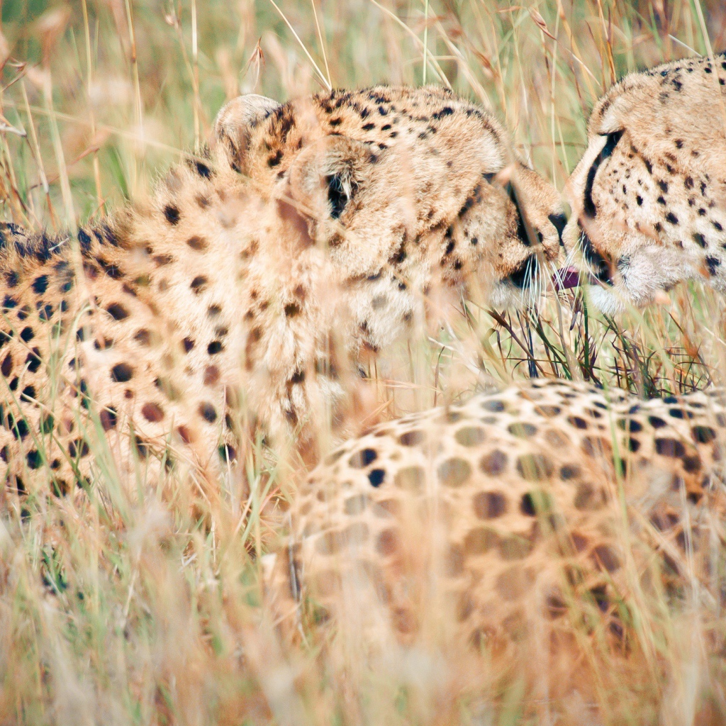 Дикий поцелуй