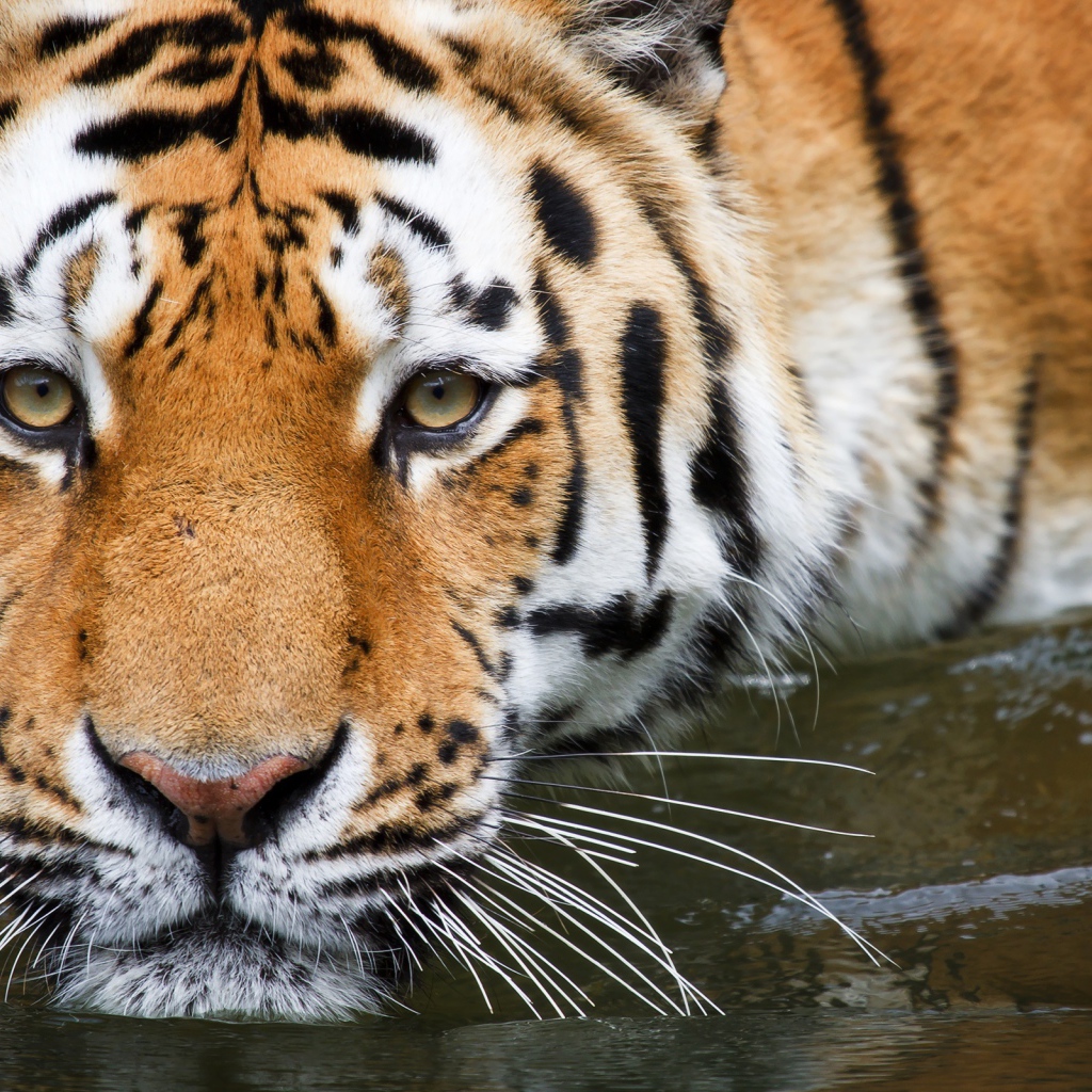 Вупперталь тигр