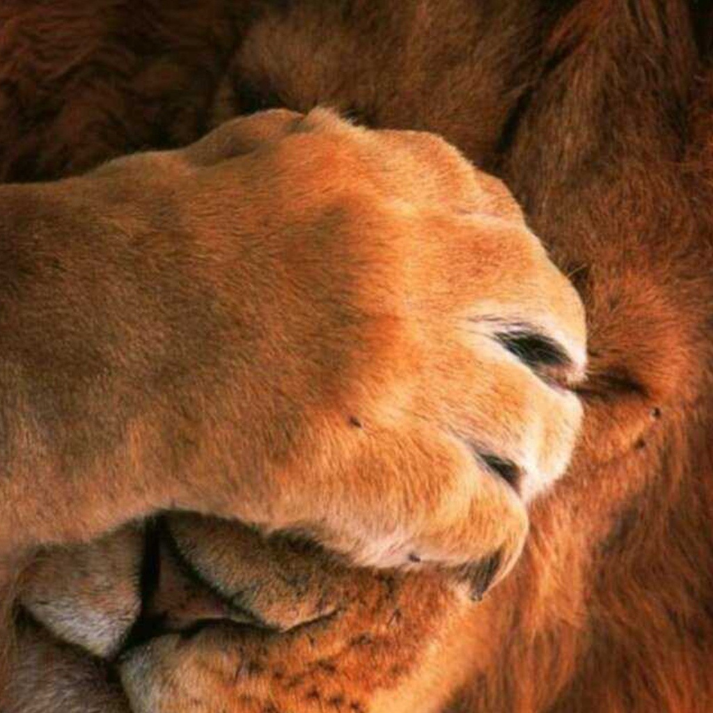 Лев закрыл глаза лапой