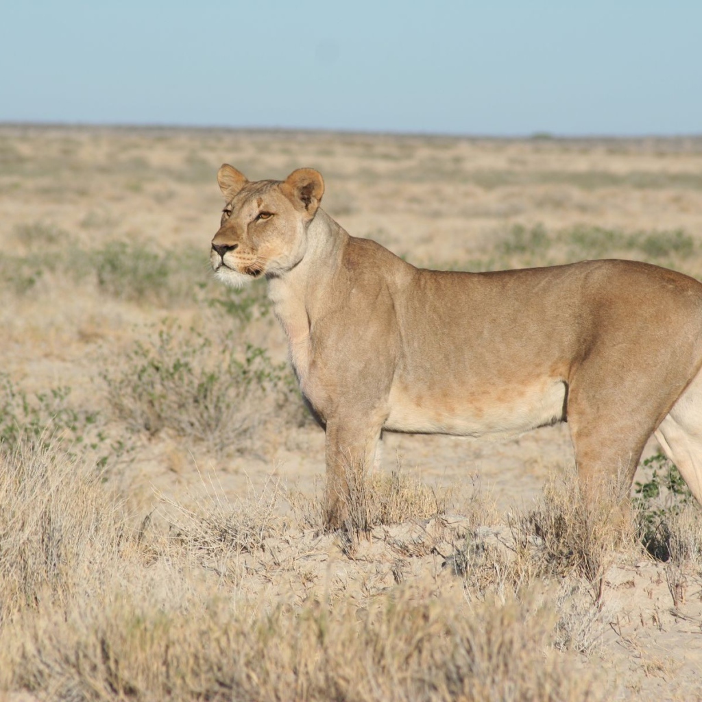 Львица вышла на охоту
