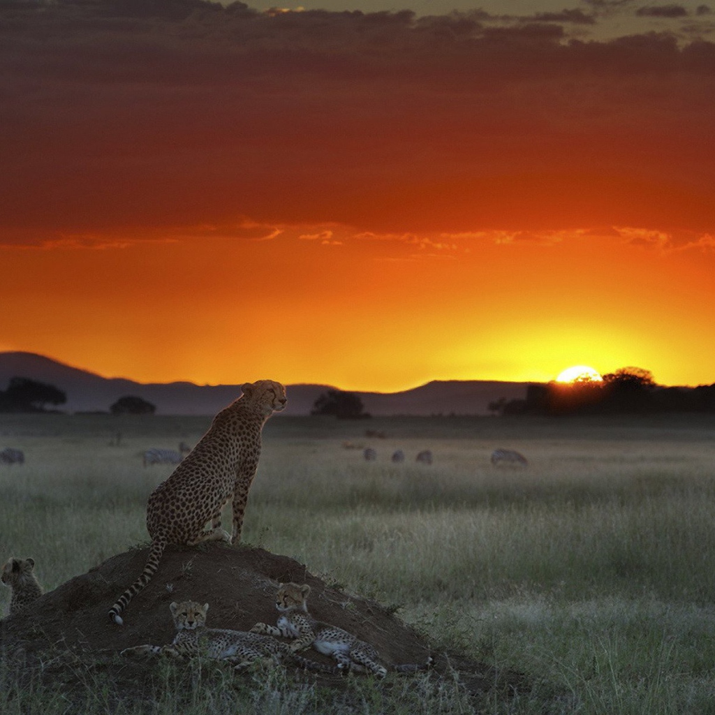 Гепард высматривает добычу