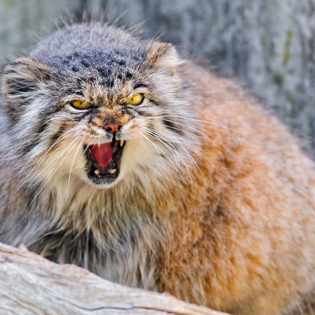 Манул в угрожающей позе