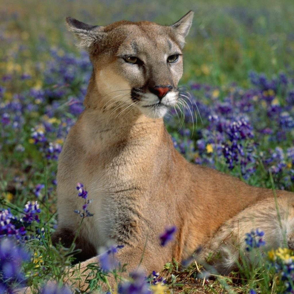 Пума лежит в синих цветах