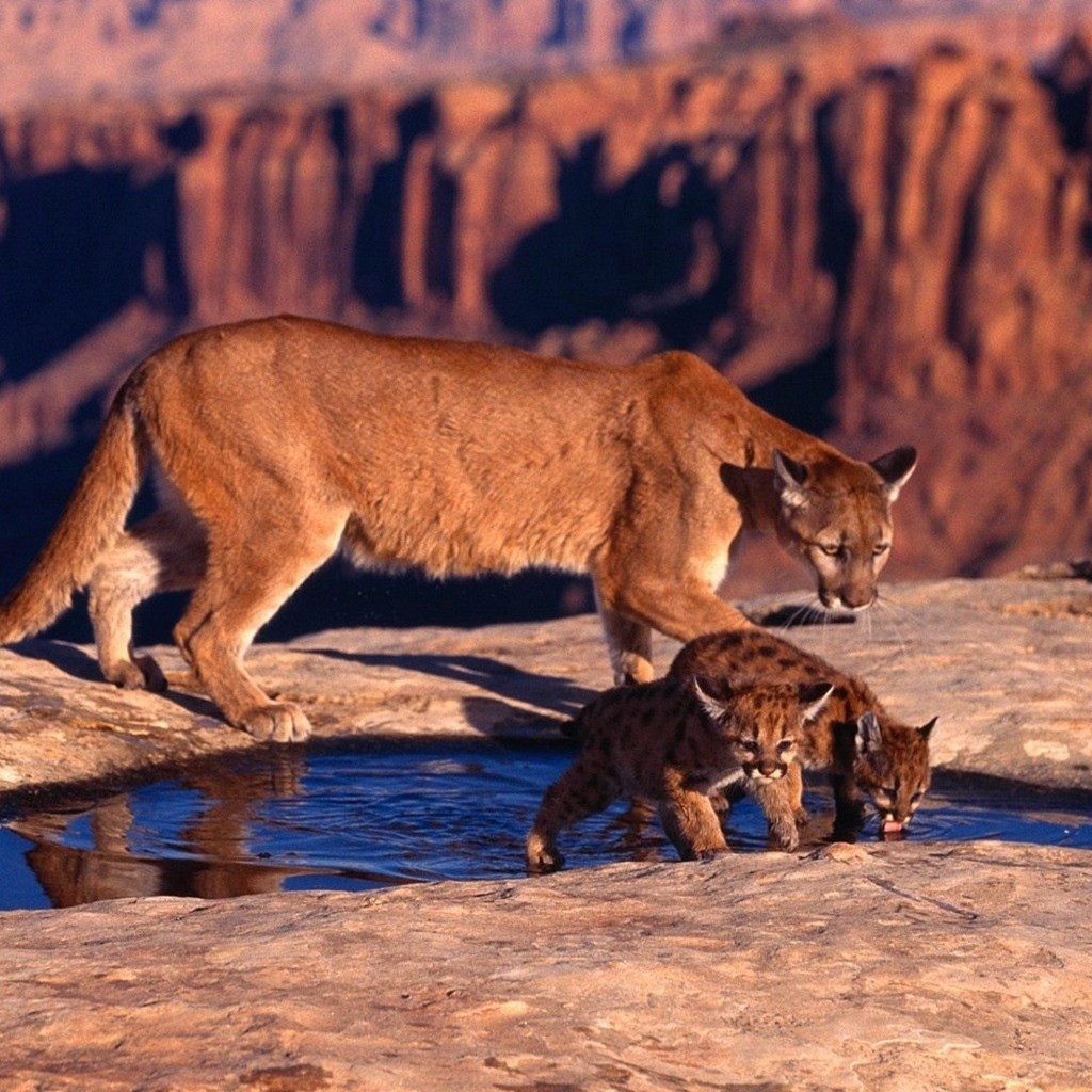 Пума с котятами