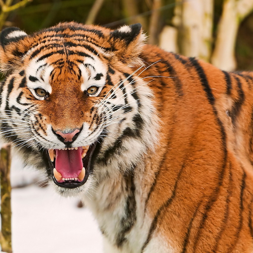 Амурский тигр рычит