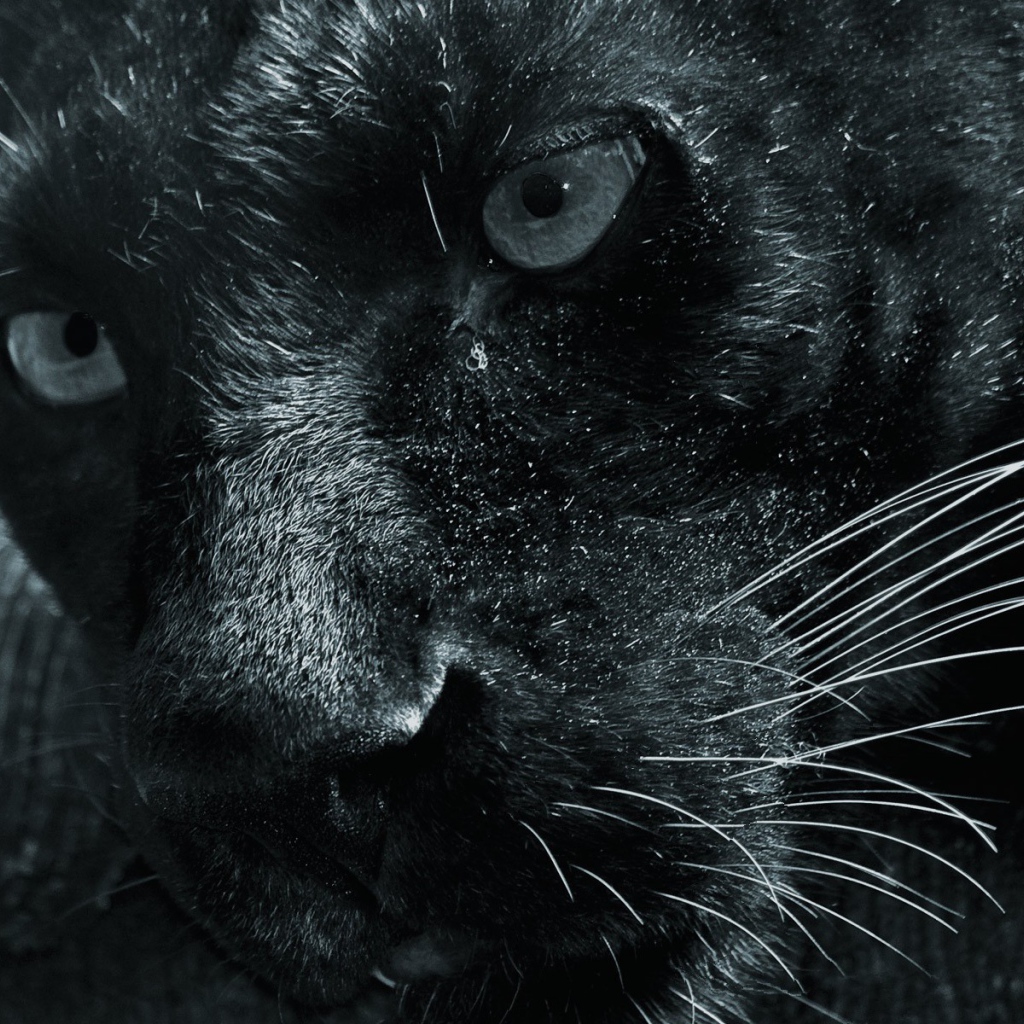 Морда черной пантеры