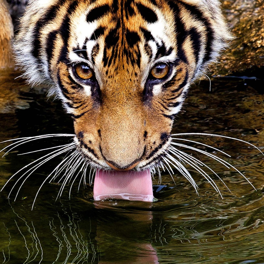 Тигр пьет воду