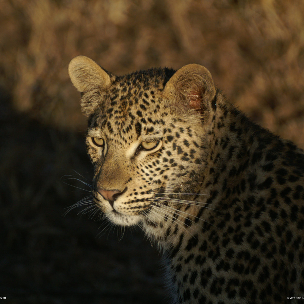 Дикая кошка леопард