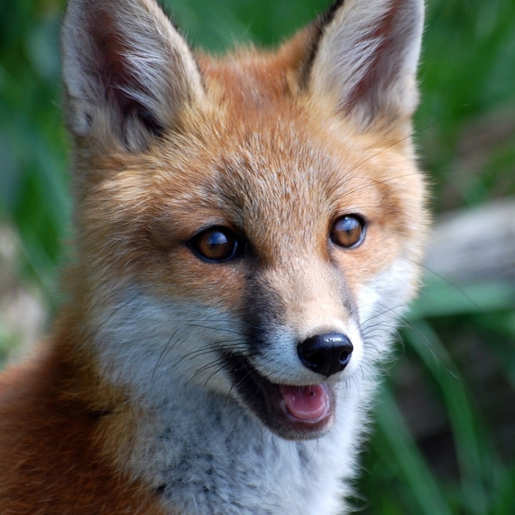 Улыбающаяся лиса