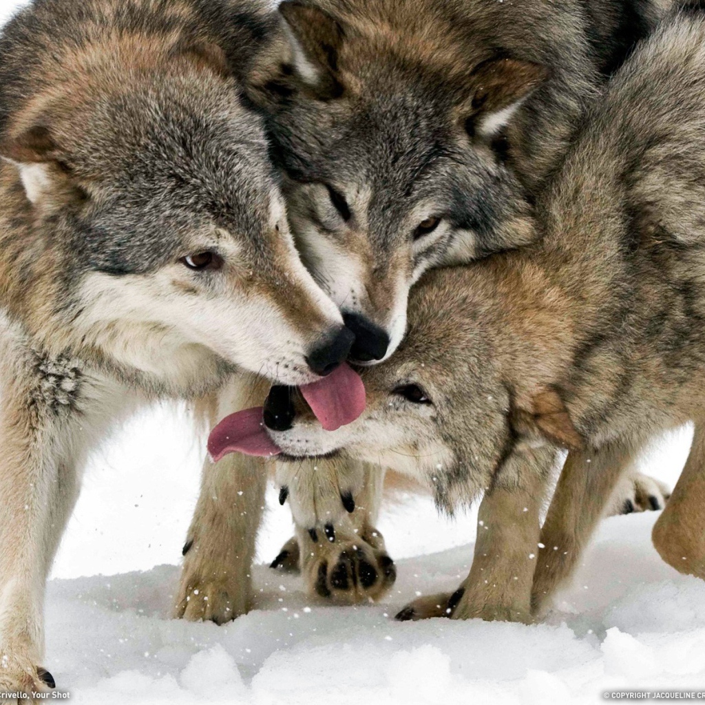 Общение волков