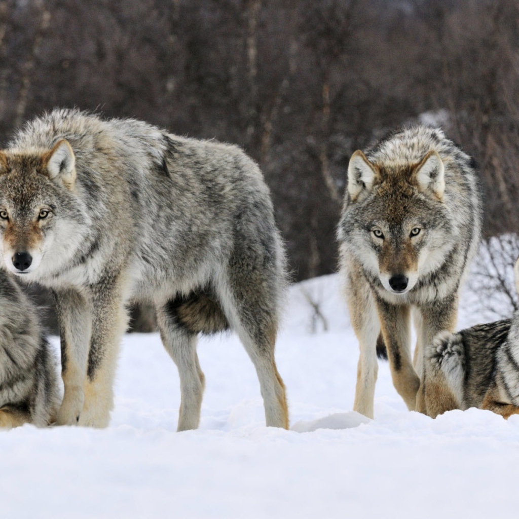 Волки в Норвегии