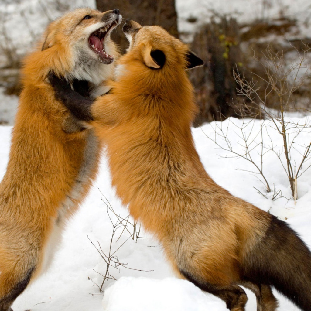 Красные лисы из Монтаны 