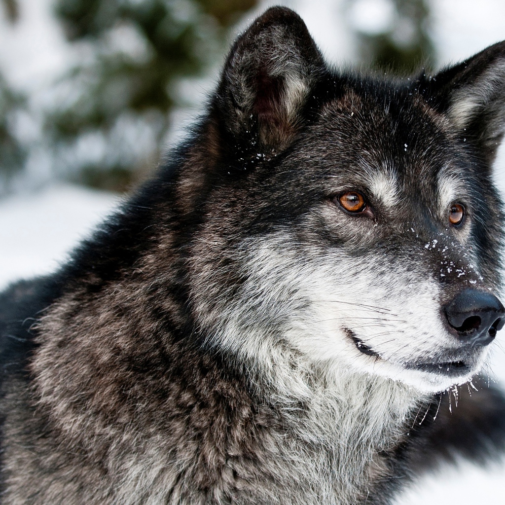 Морда волка