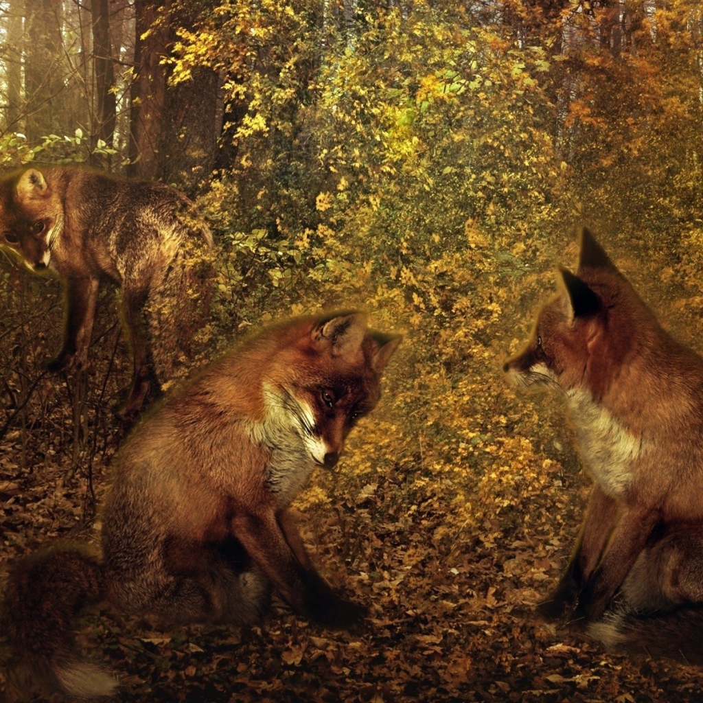 Третий лишний у лисиц