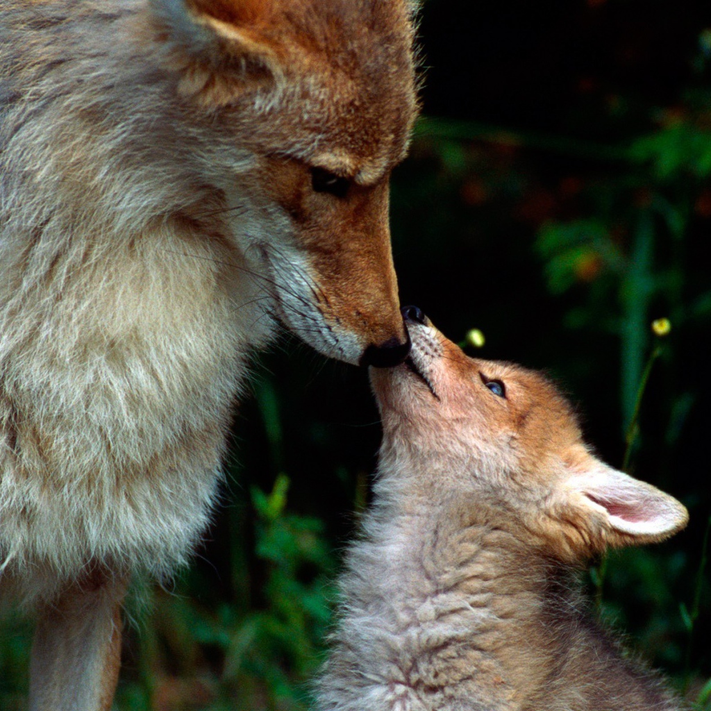 Волчонок просит еды
