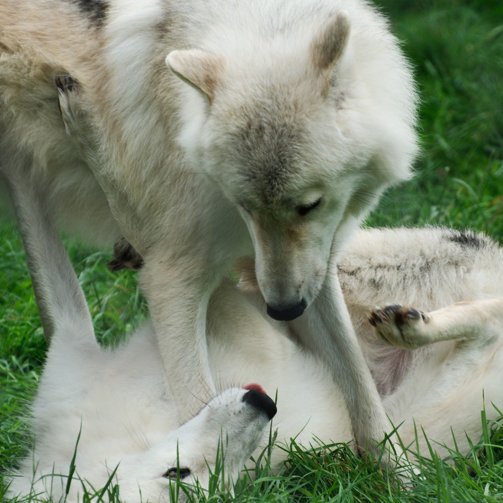 Волки играют на траве