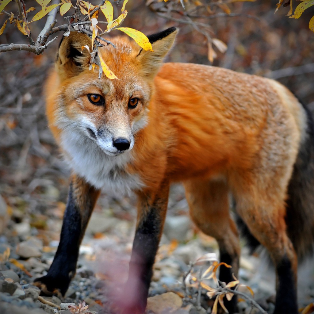 Лиса в осеннем лесу
