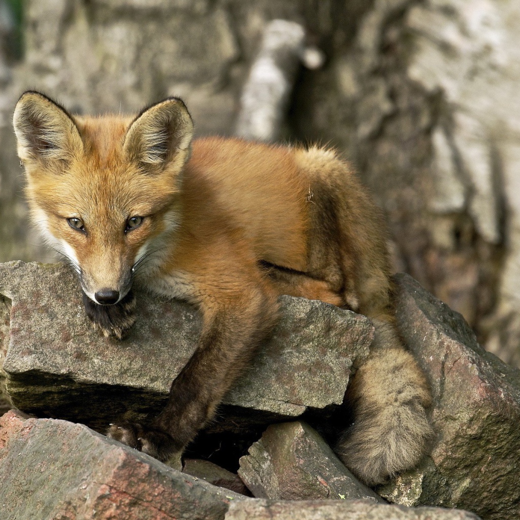 Лиса лежит на камне