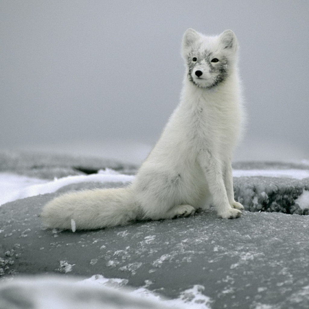 Песец сидит на камне